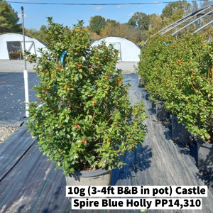 October 2022 10g (3-4ft B&B in pot) Castle Spire Blue Holly PP14,310